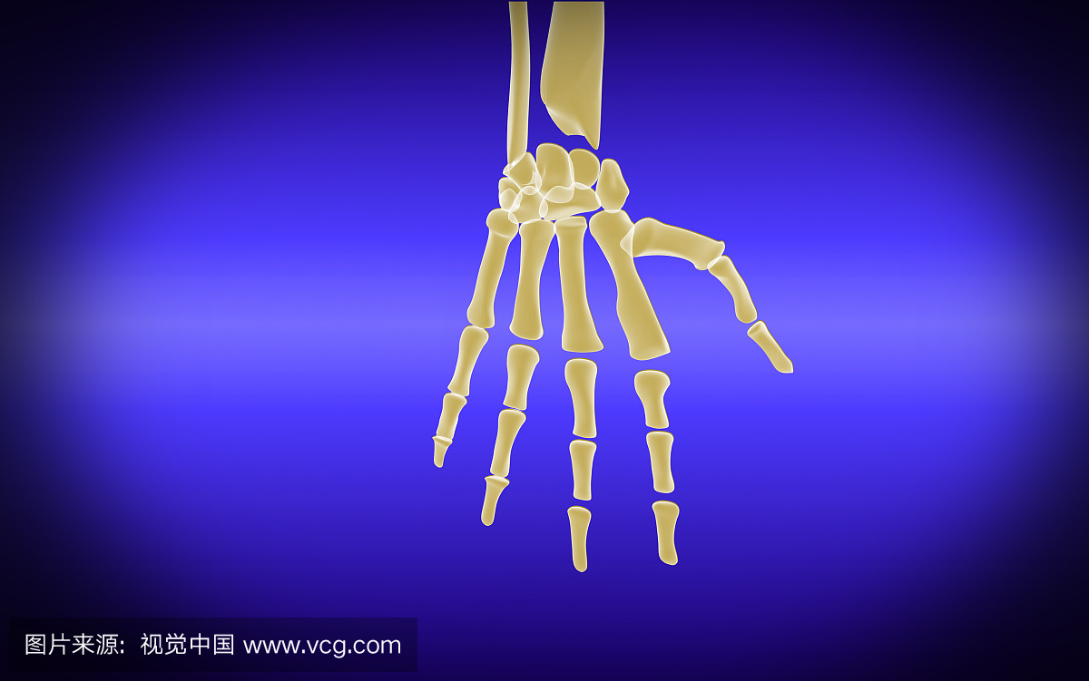 骨骼在人的手中的概念形象。
