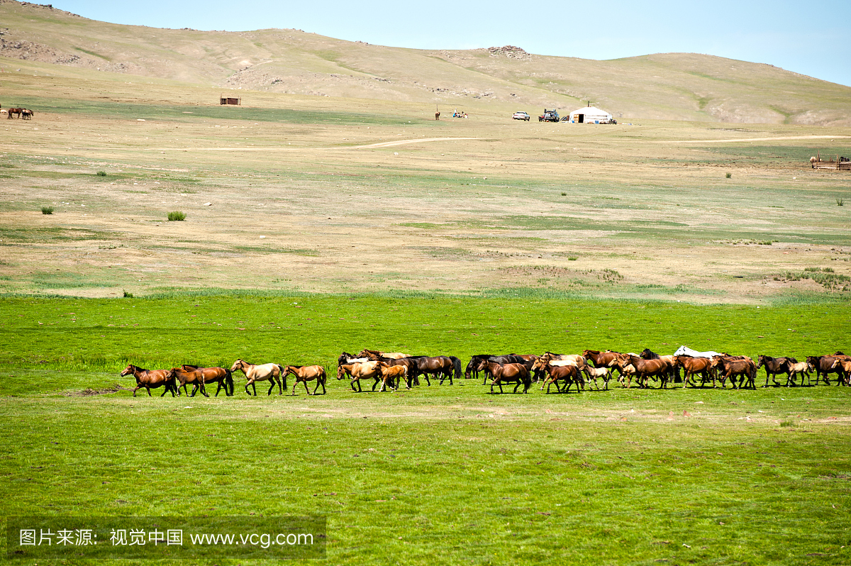 在蒙古卡拉库鲁姆附近的蒙古马