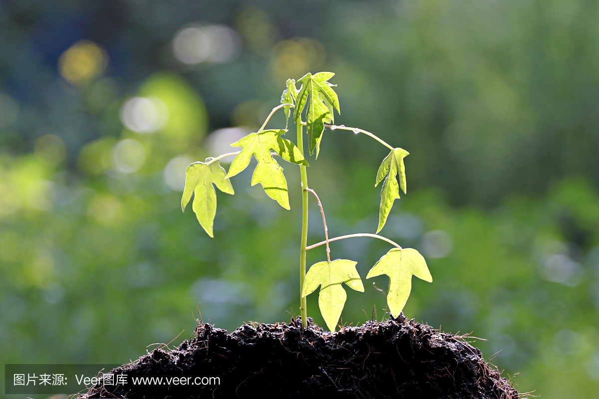 番木瓜幼苗生长。