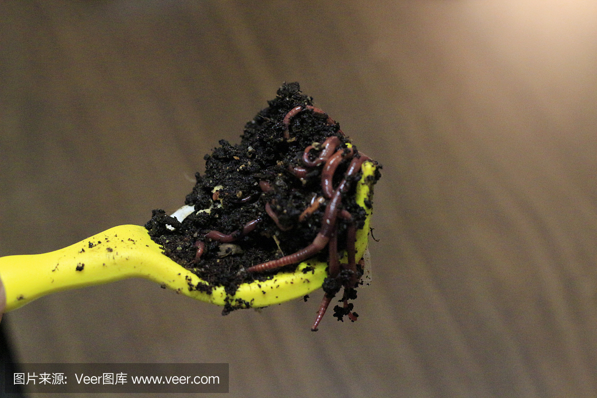 黄SC加工食品废弃物中毒化学成分的研究。这