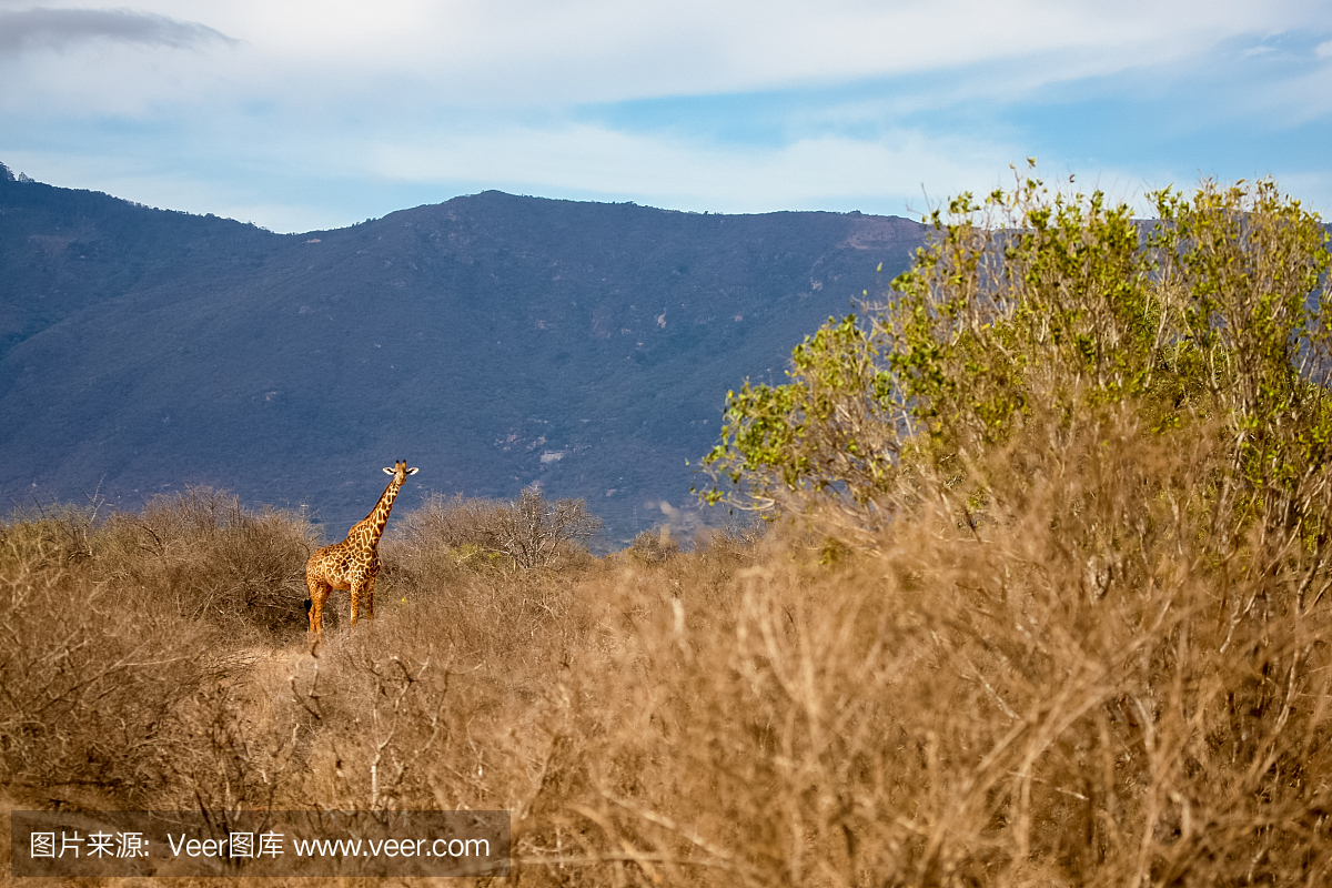 长颈鹿正在肯尼亚的大草原上看着你