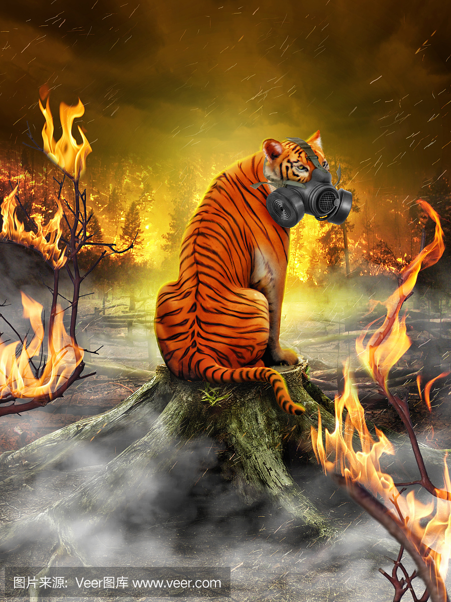 森林火灾,野火,森林起火,森林着火