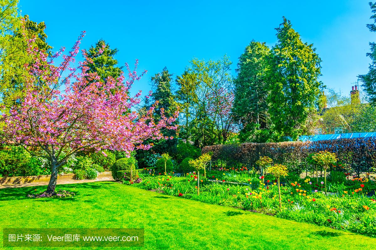 传统,草坪,英语,英国文化