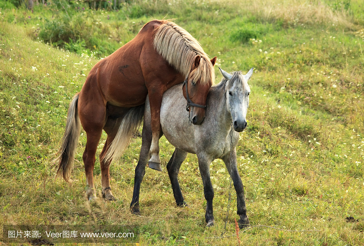 结合,结合的,自然,水平画幅