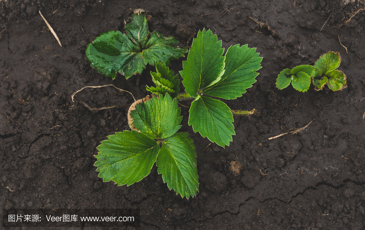 自然,选择对焦,水,水平画幅
