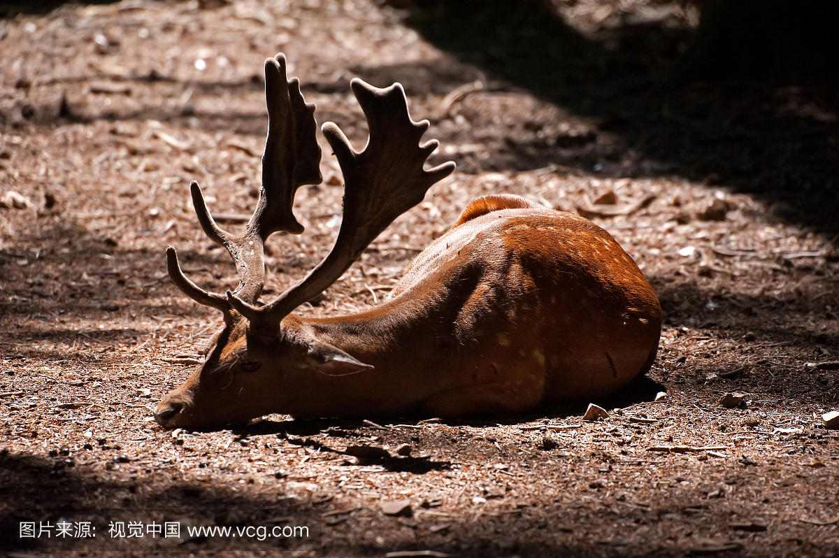自然,白昼,野生动物,图像