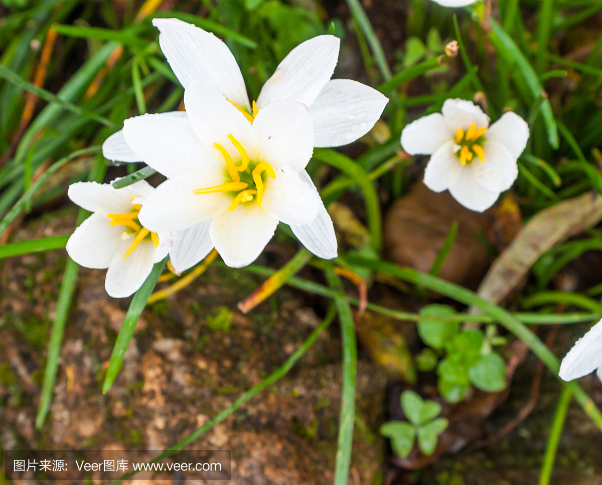 真菌性口炎,念珠菌属,酵母感染,假丝酵母
