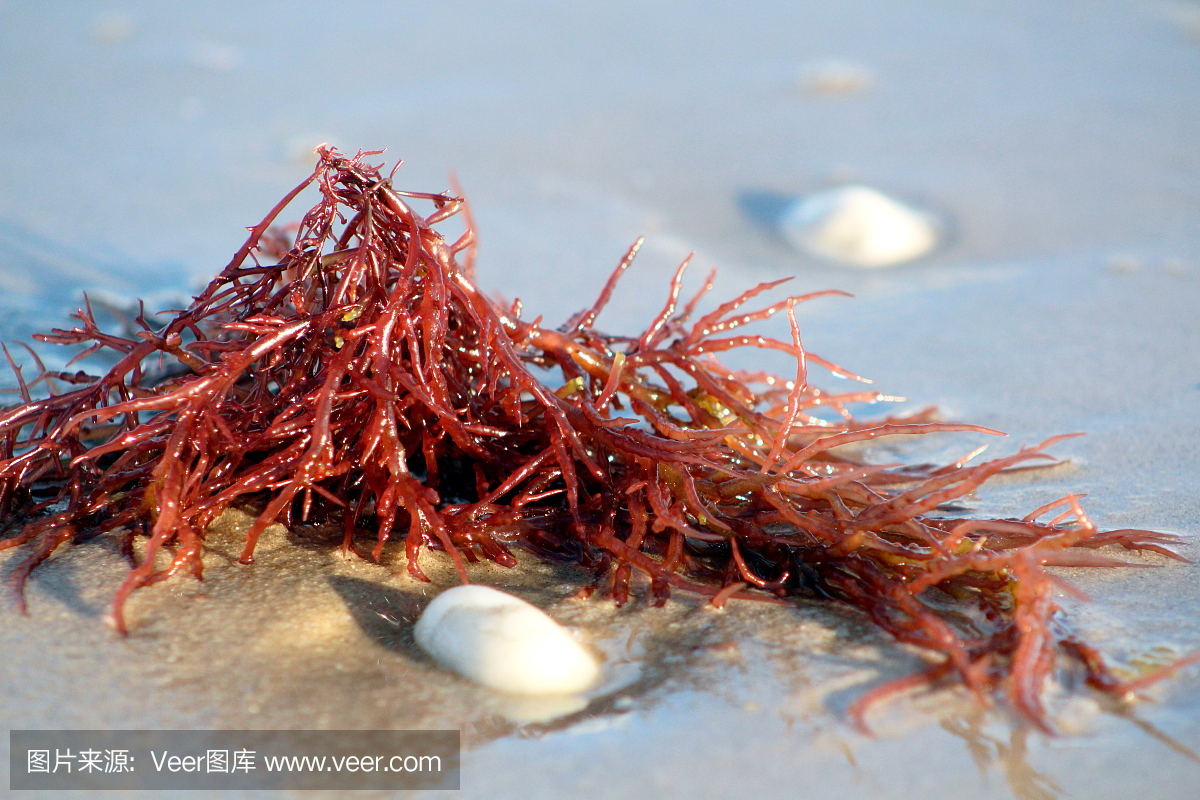 塞维利亚在海滩上