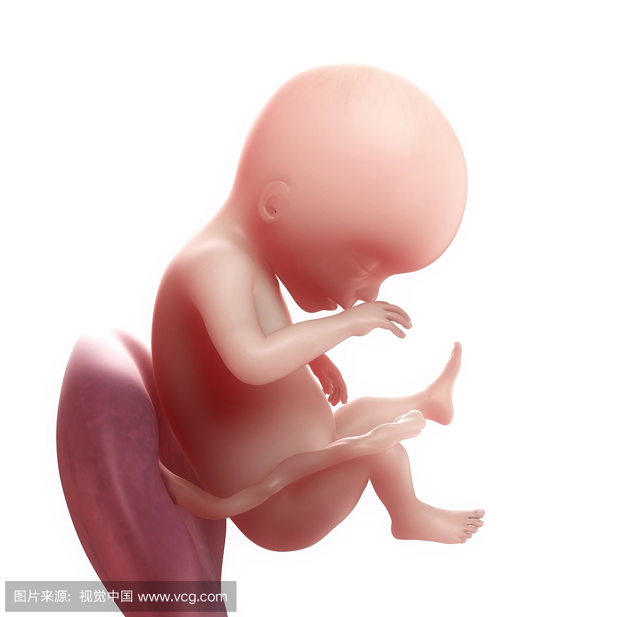 胎儿在19周,艺术品
