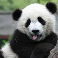 国宝大熊猫成长过程-养眼搞笑-杭州19楼-146kb 国宝熊猫可爱高清图片