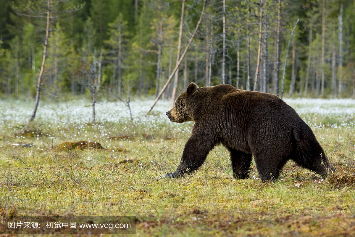 大棕熊正在沼泽地,野生动物射击