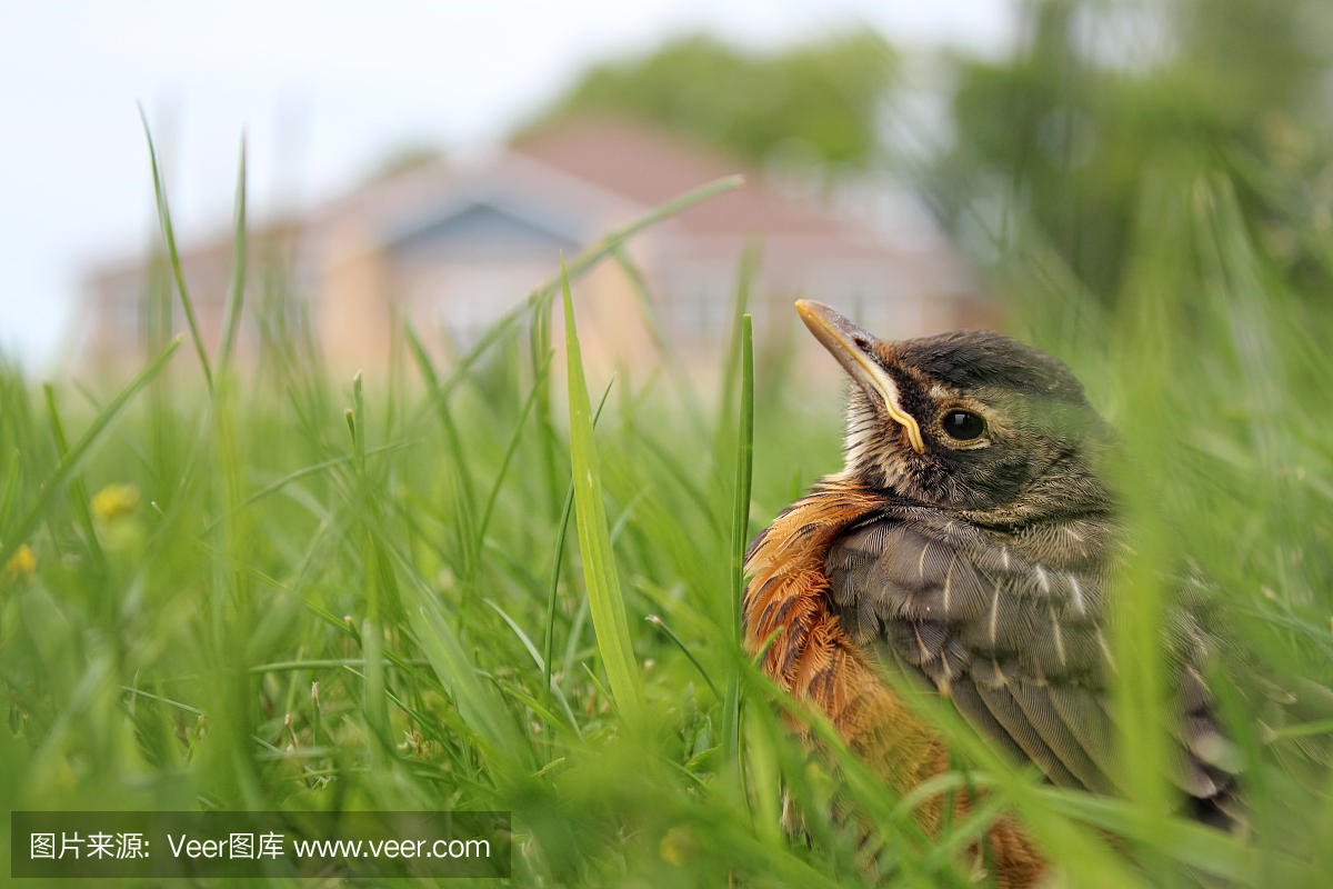 知更鸟,旅鸫,歌鸲,天空