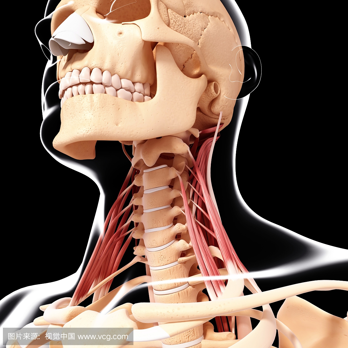 人类颈部肌肉组织,电脑艺术品。