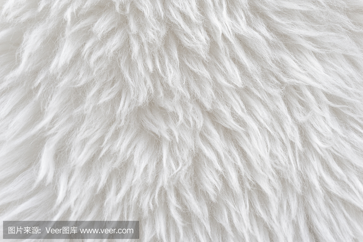 白色蓬松绵羊羊毛质地,米色天然羊毛背景,毛皮
