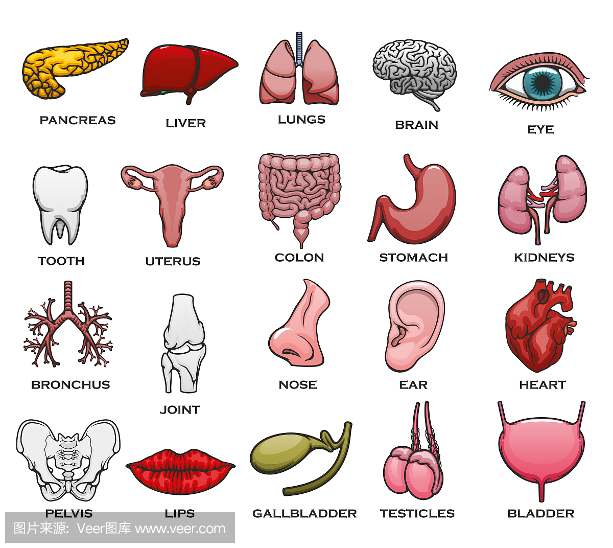 人体器官,身体部位,骨骼和关节图标集