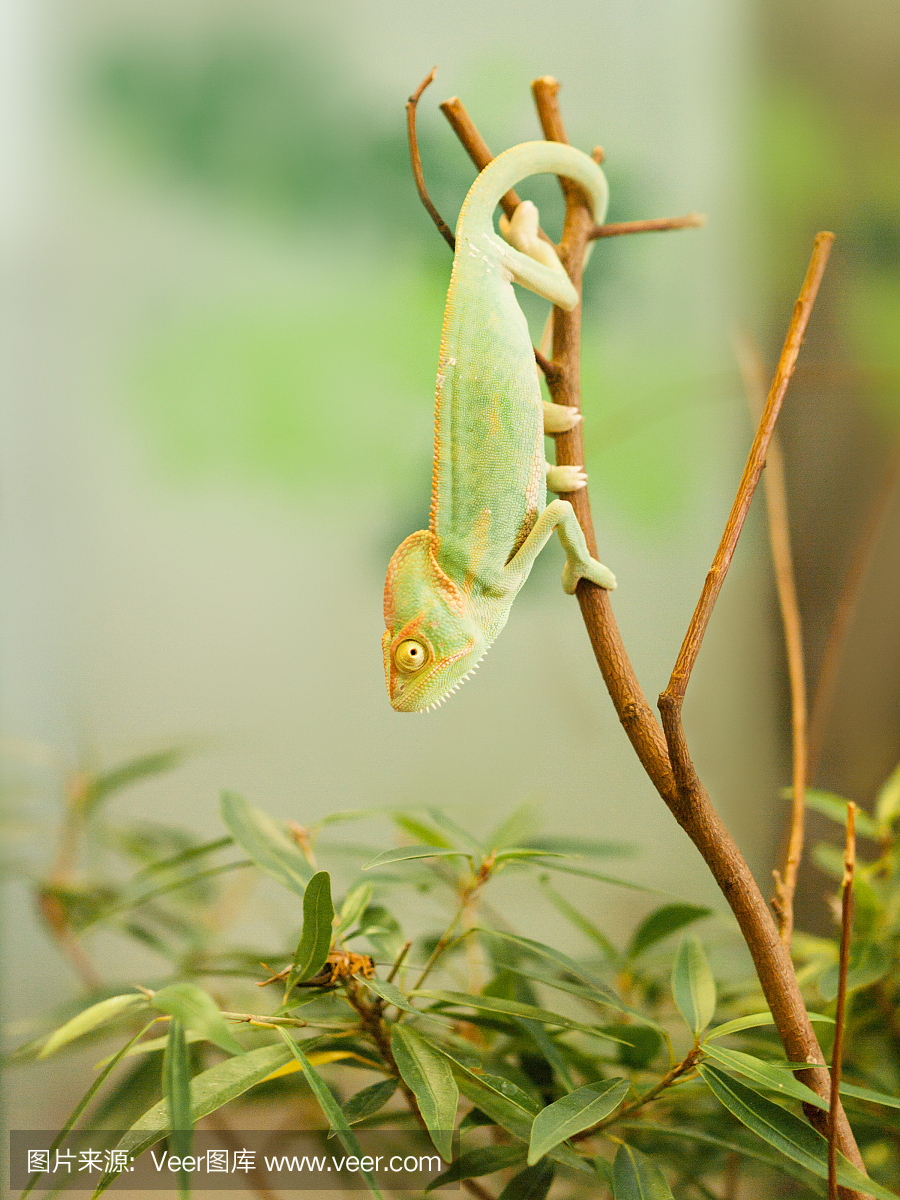 Young Yemen chameleon on the branch beeing