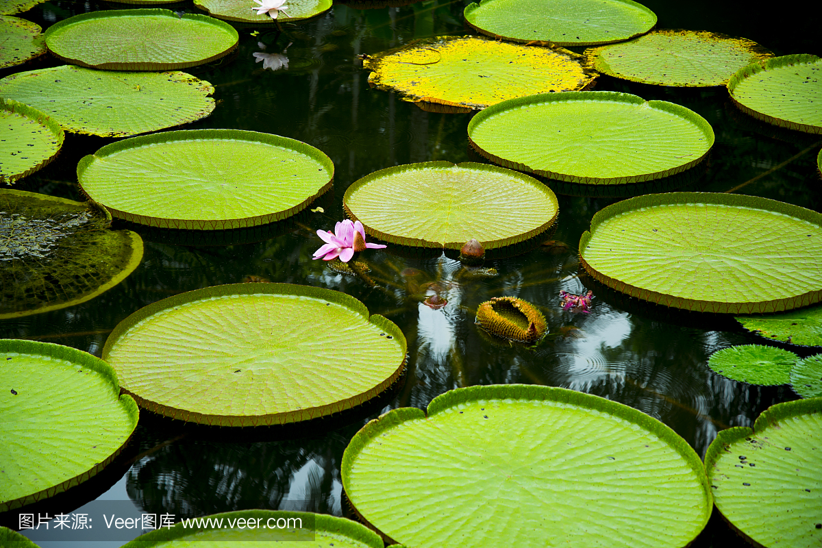 新加坡,热带气候,池塘,花