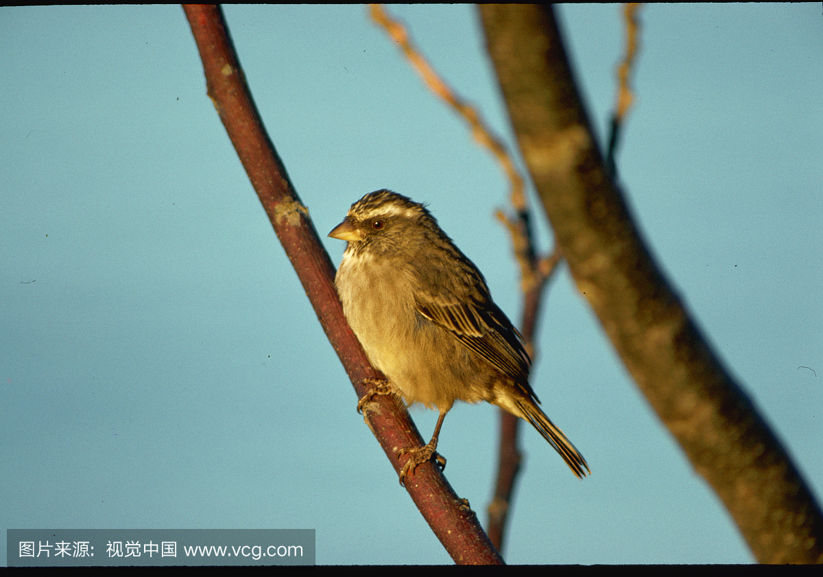 无人,南部非洲,档案,水平画幅