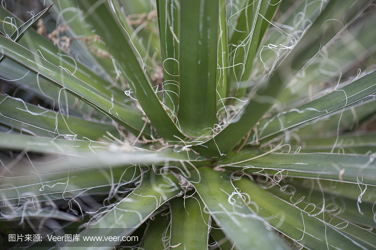 Stringy Cactus Plant
