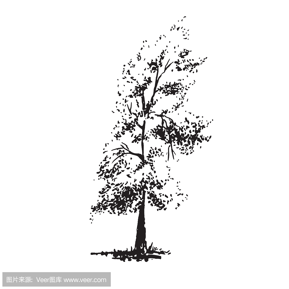 手绘树,杨树。黑色和白色的现实图像,素描画与