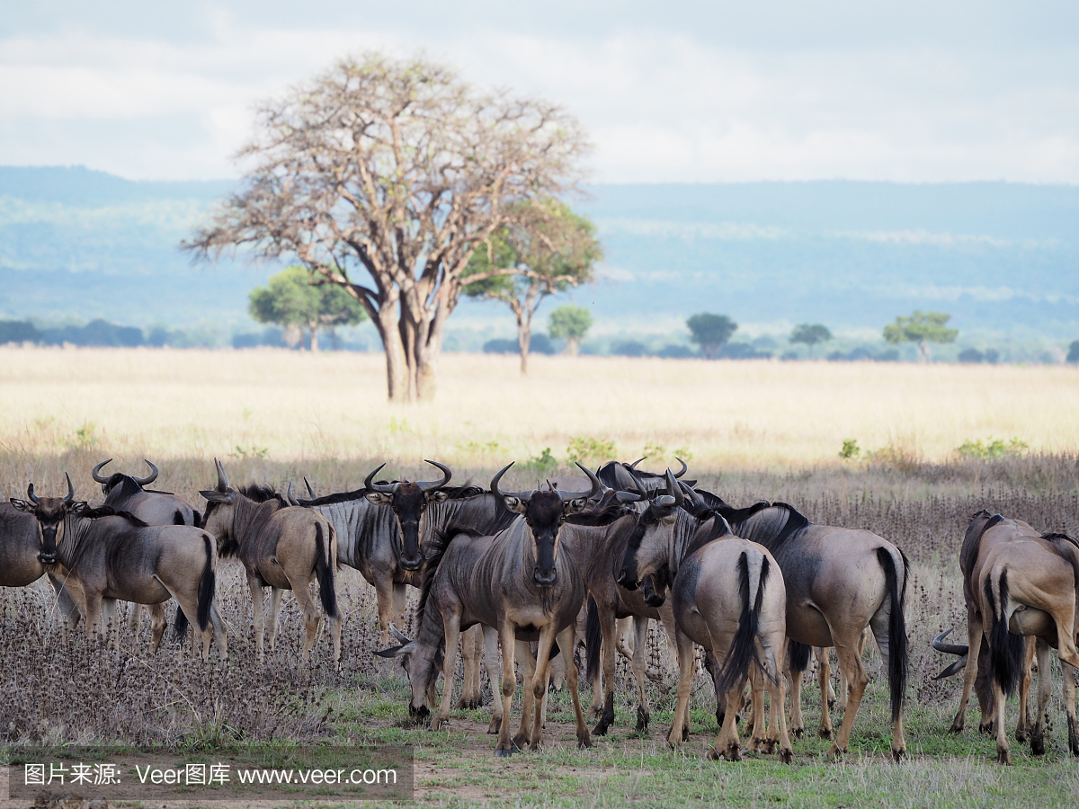 坦桑尼亚Mikumi国家公园