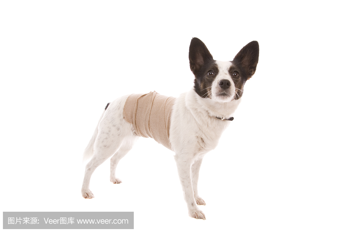 绷带狗
