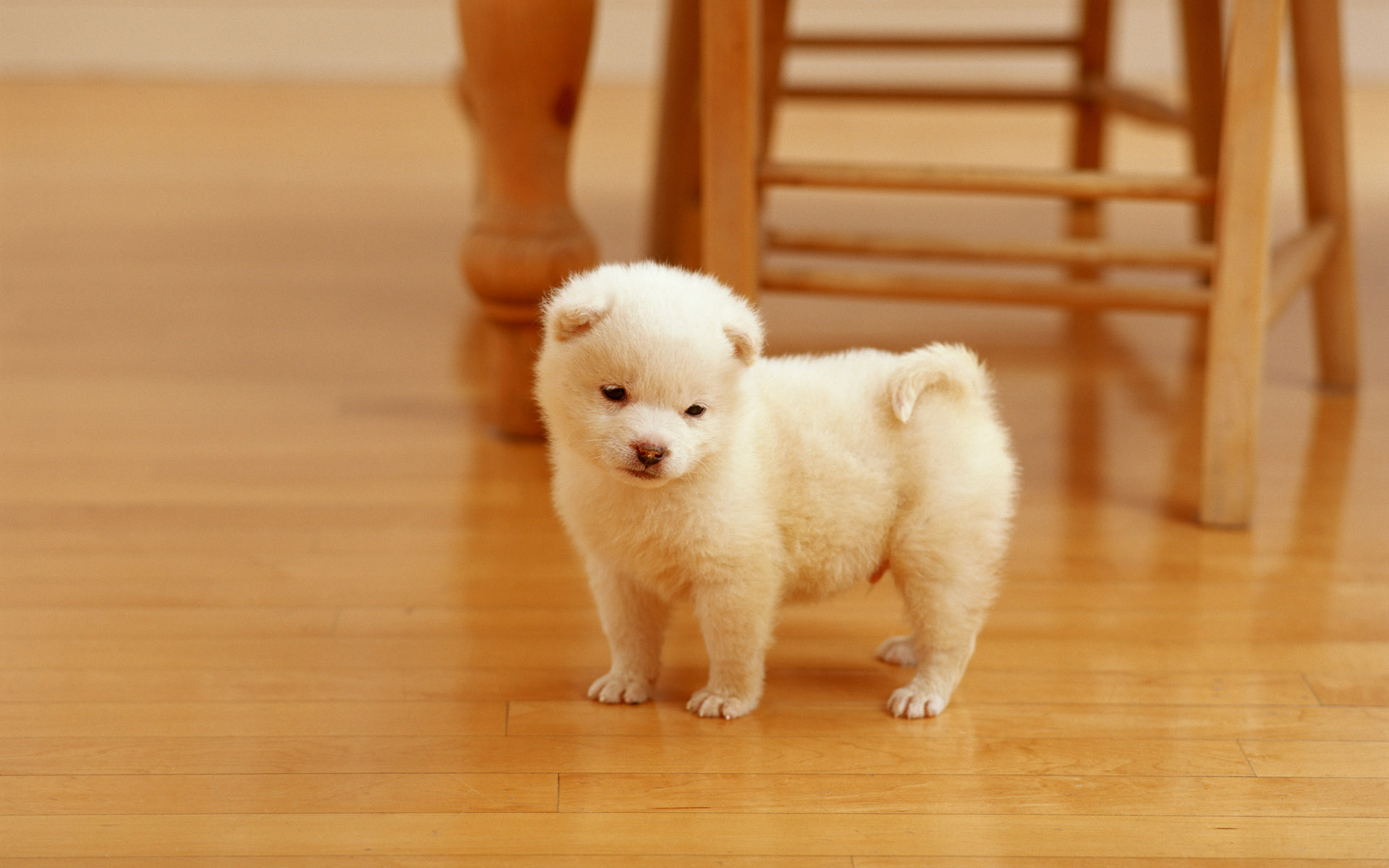 可爱萌宠小狗壁纸