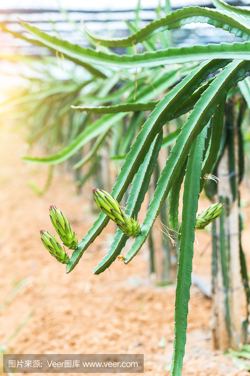 龙果花芽,火龙果在温室里盛开