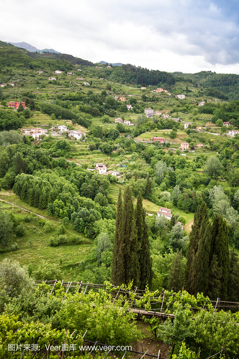 托斯卡纳乡村全景;葡萄藤和高柏树在前景