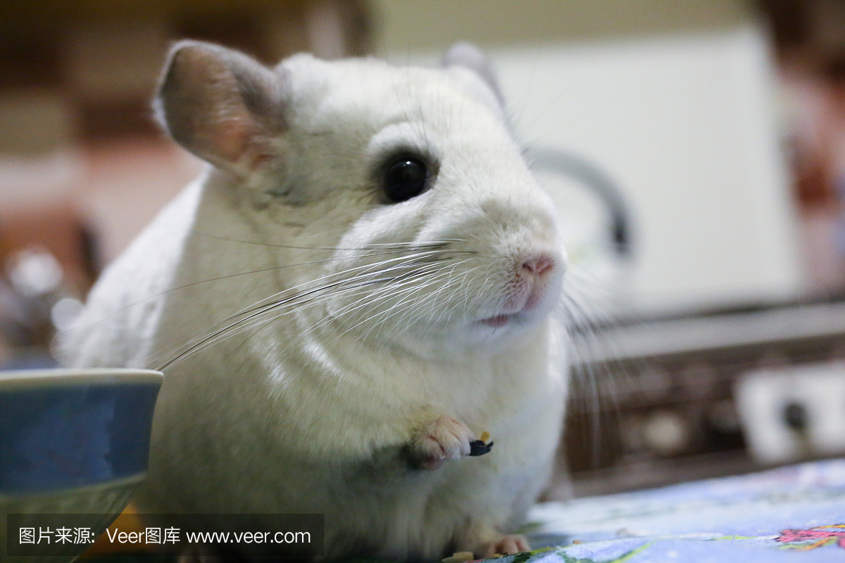 可爱的蓬松白色南美栗鼠在桌上用向日葵种子盘