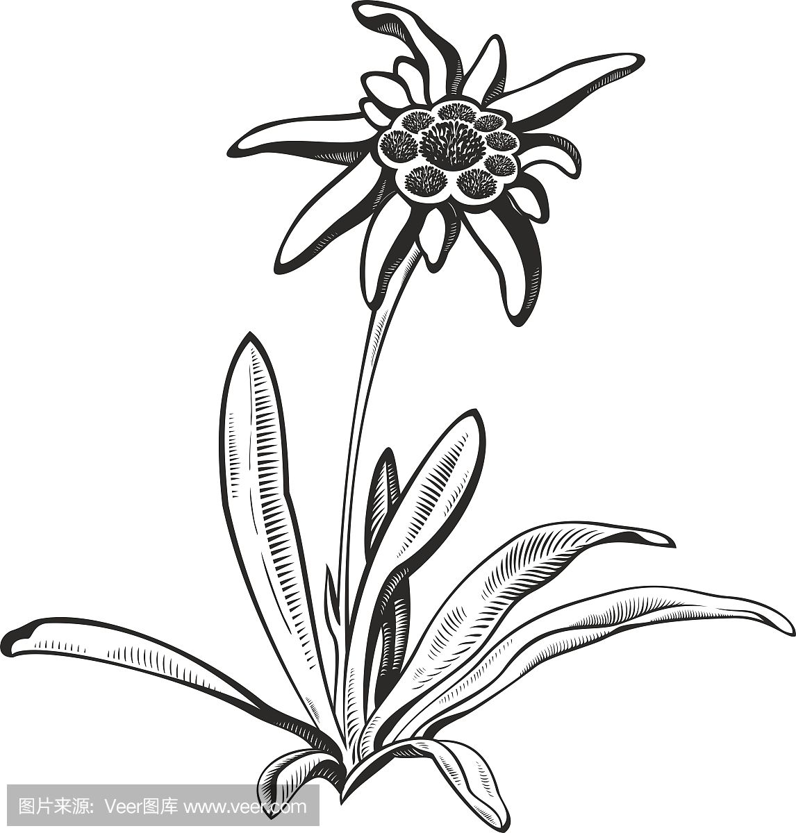 Black silhouette outline edelweiss (leontopodiu