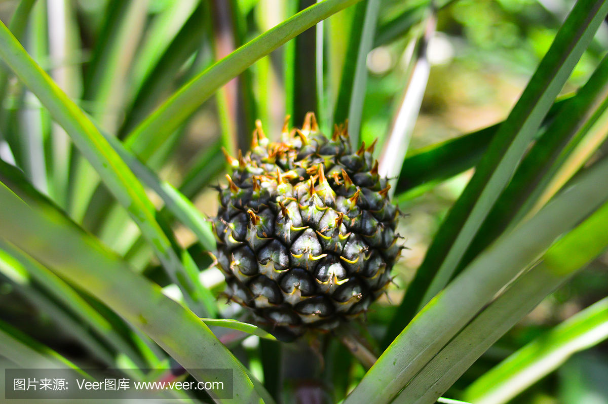 菠萝植物 - 菠萝树