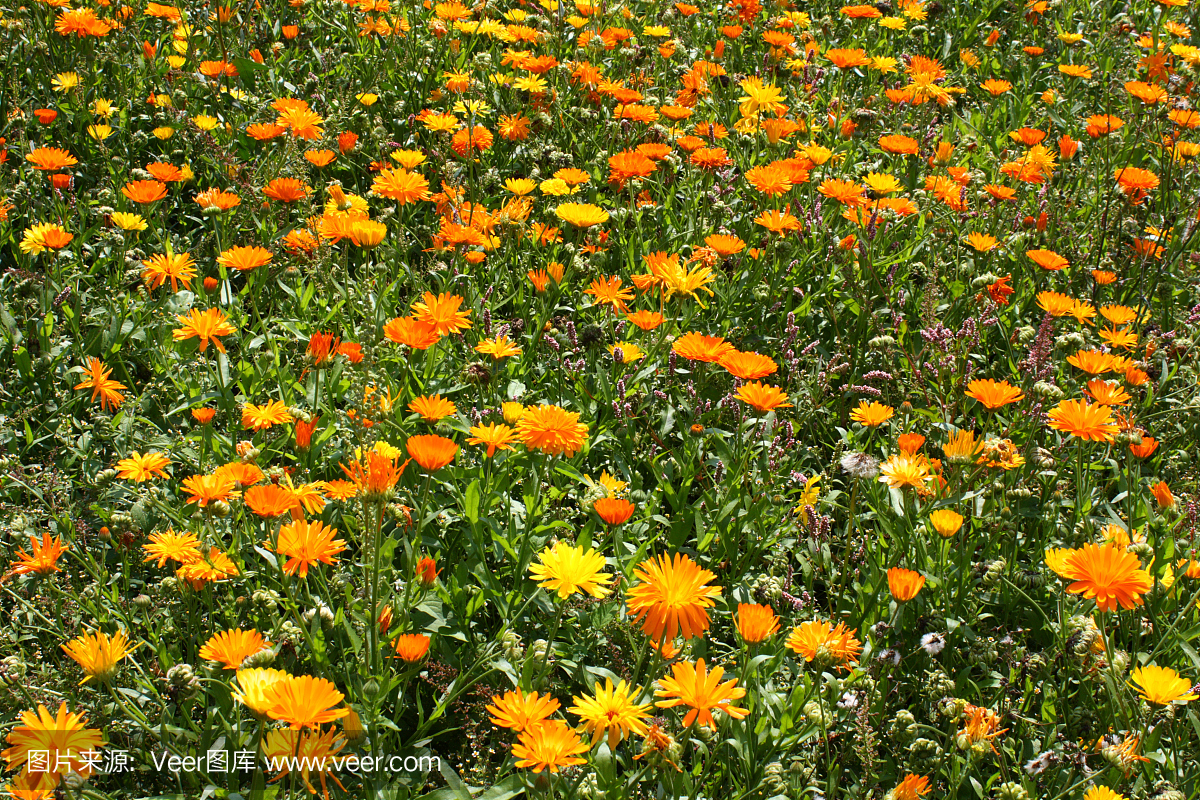 金盏花,金盏草属,野金盏花,野万寿菊