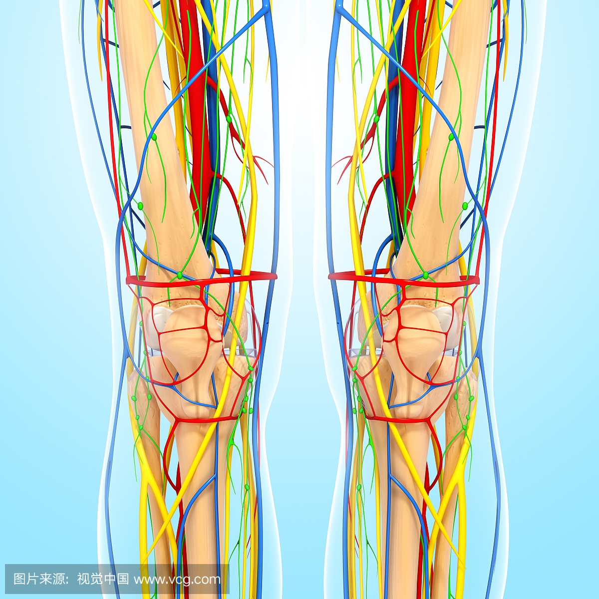 膝盖解剖,艺术品