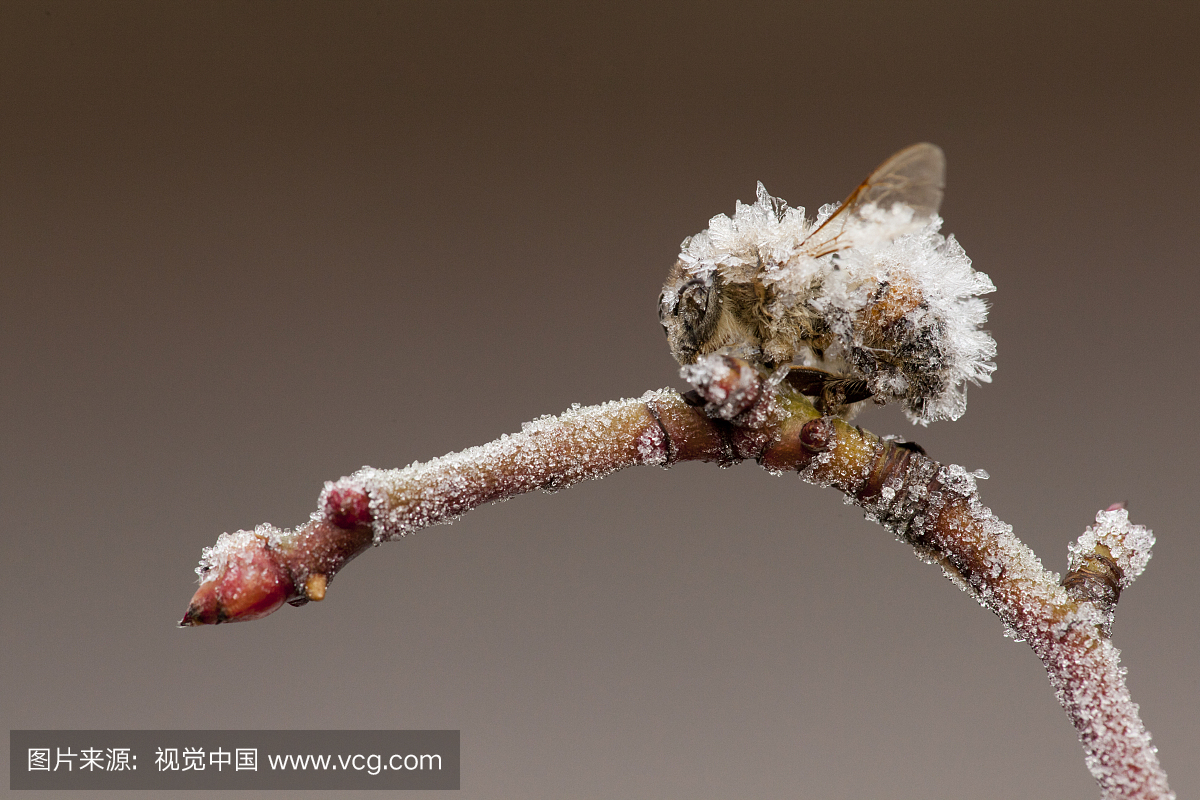 Small garden bumble bee (Bombus hortorum) f