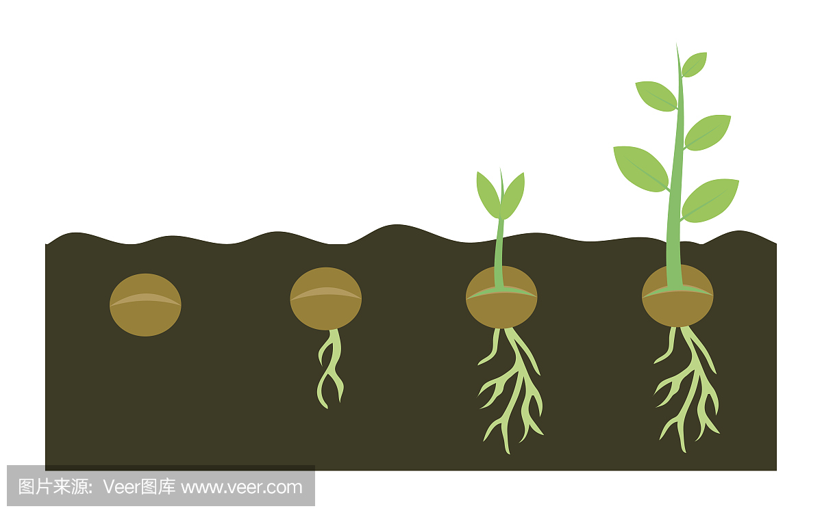 植物生长在土壤中