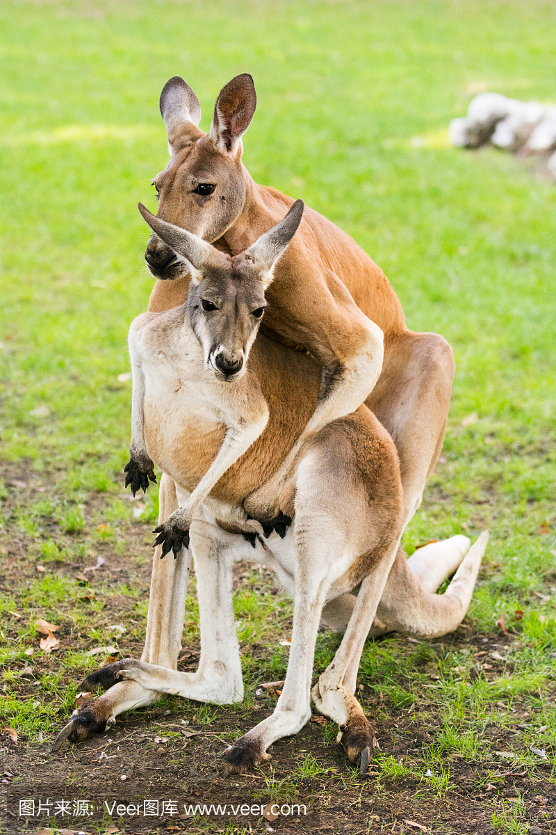 交配袋鼠