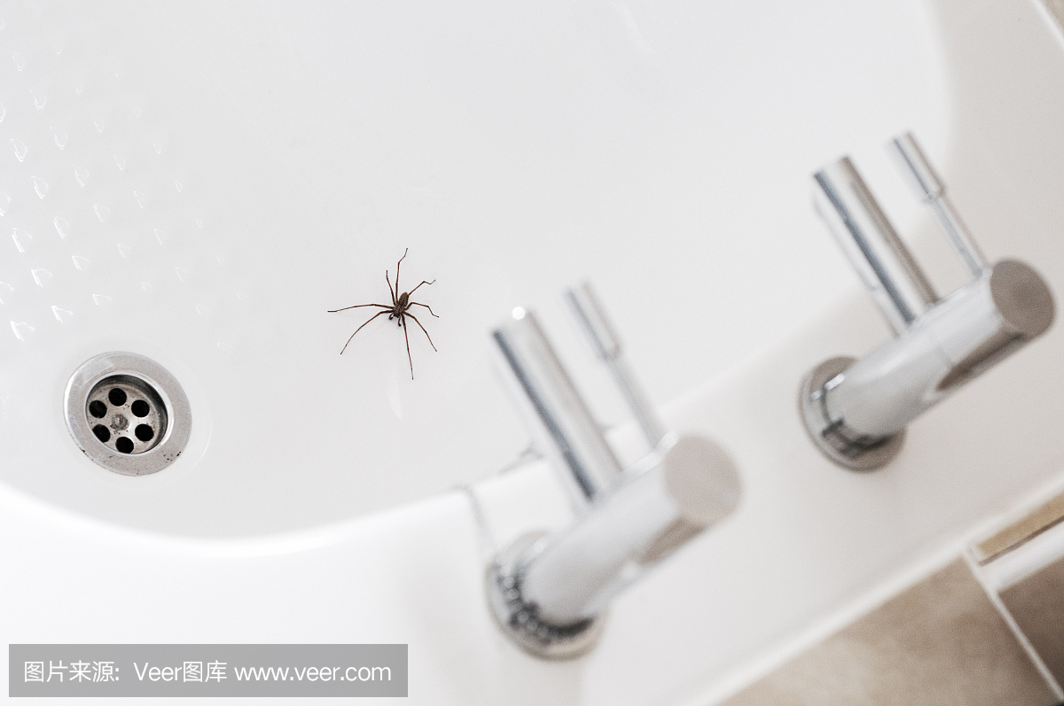 巨大的房子蜘蛛在浴室里
