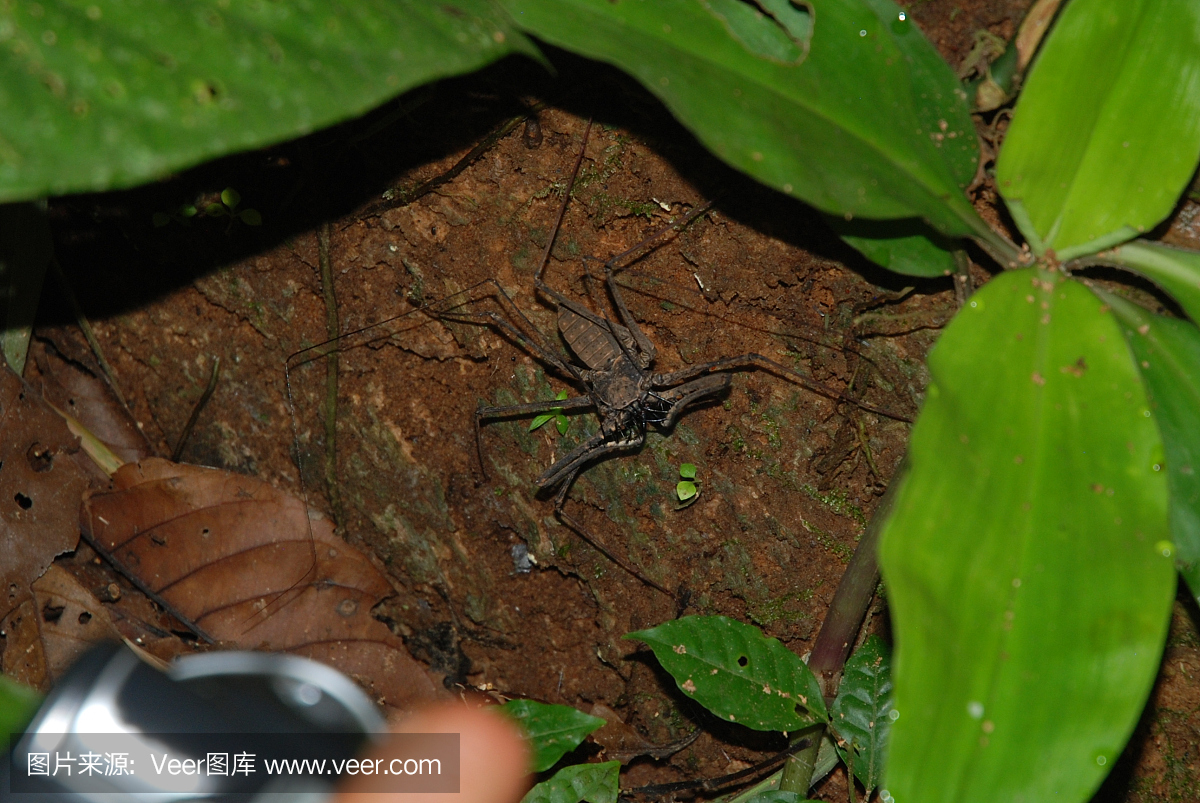 关闭亚马逊热带雨林中的蝎子蜘蛛