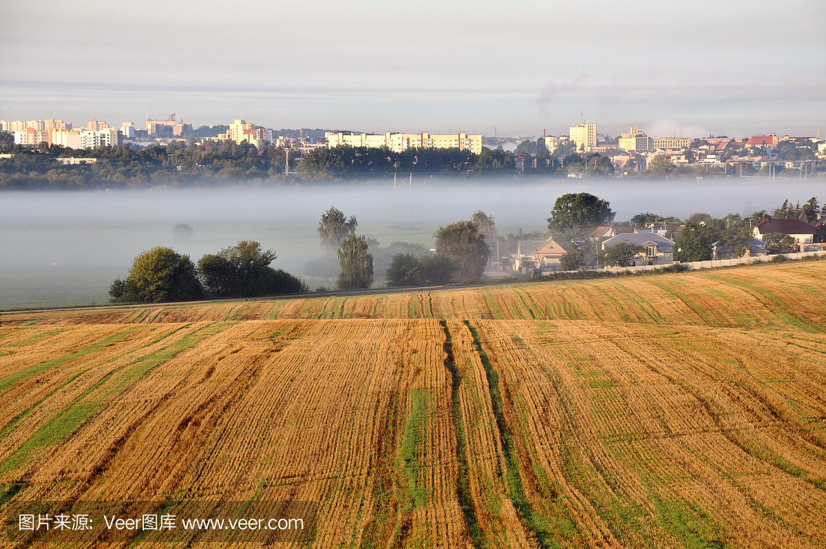 收获后的农业领域在前景。早晨在背景中用雾盖