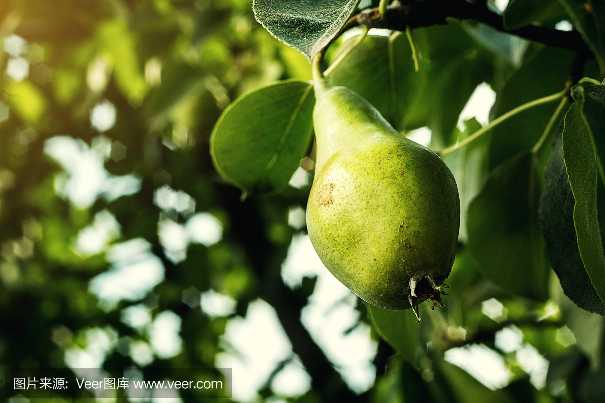 pears on a branch,unripe green pear,Pear tree