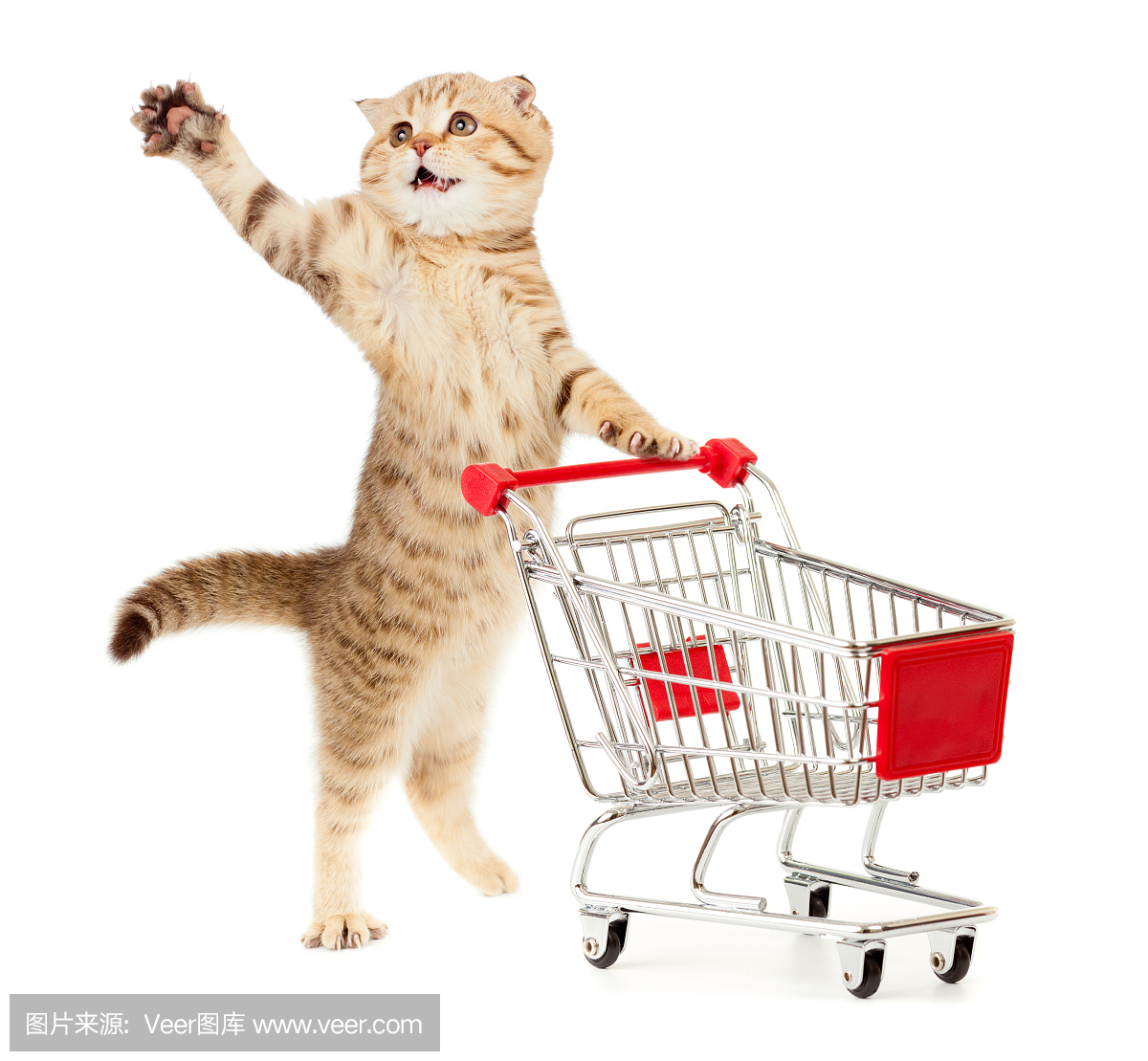一只小猫,一只小型购物车,一只手臂在空中