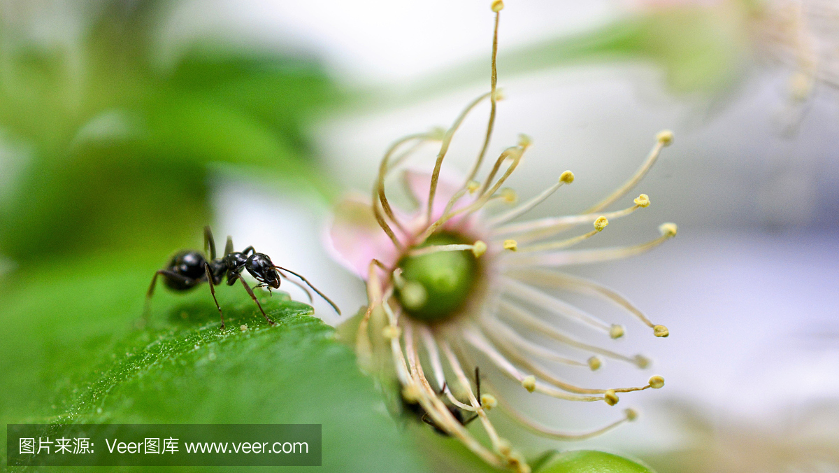 蚂蚁,叶子,酸樱桃雌蕊和花瓣,宏指令