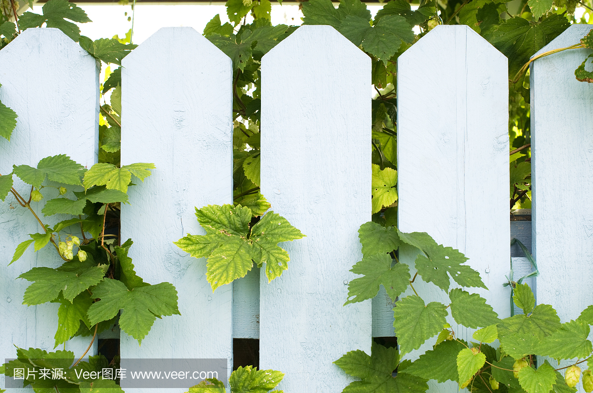 Hop(葎草属)篱笆上爬