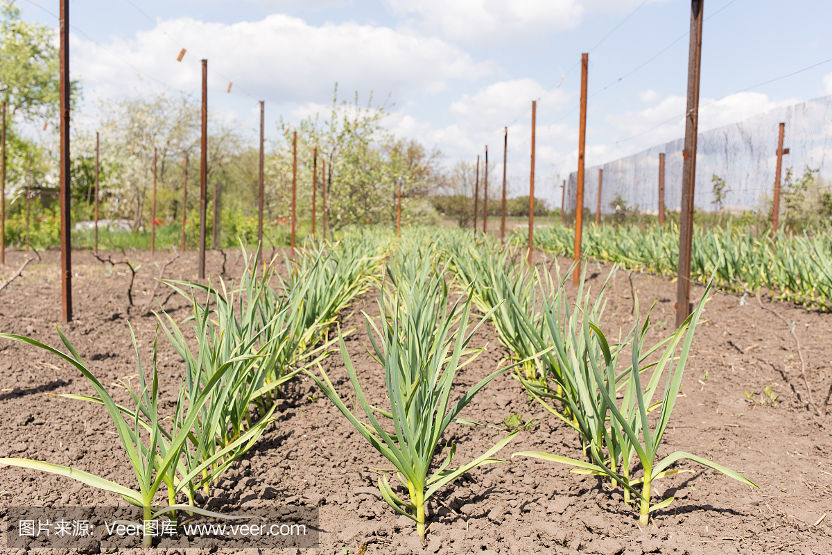 农田大蒜种植园。生长的大蒜