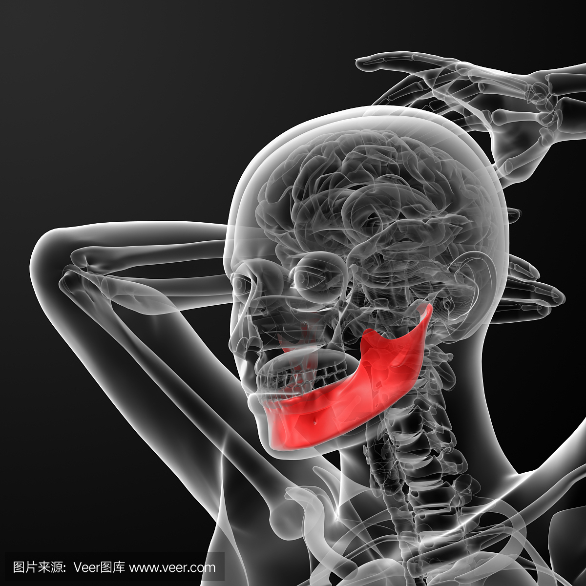3d渲染的女性颚骨的插图