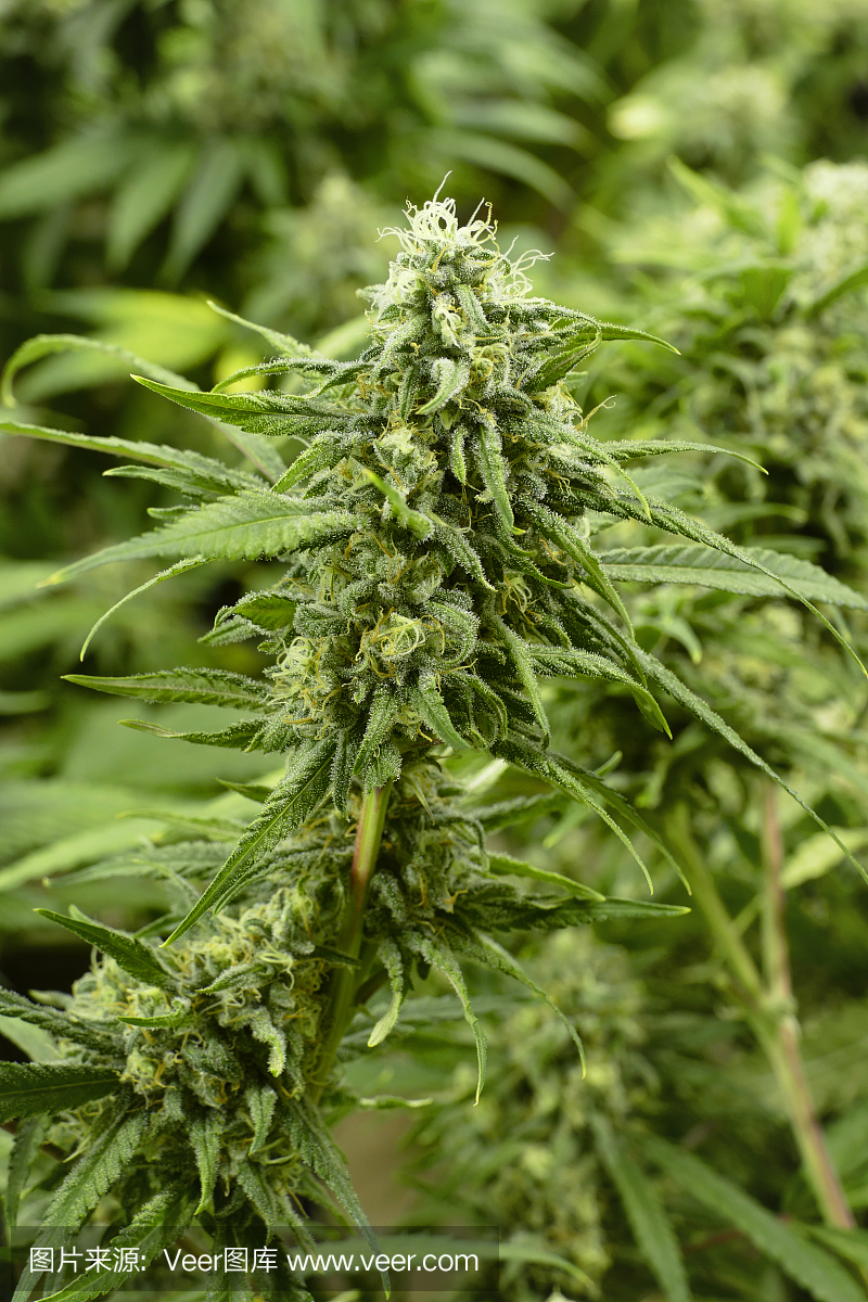 关闭大麻芽在室内大麻植物模糊的背景