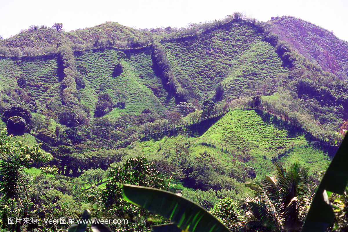 山羊牧场与生活树篱笆在山脉上面的山脉塞浦路