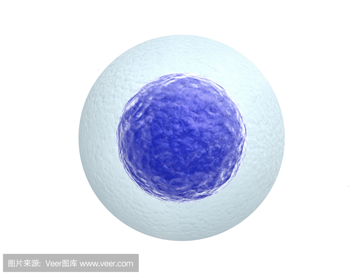 人体细胞,细胞体,体细胞,人类细胞