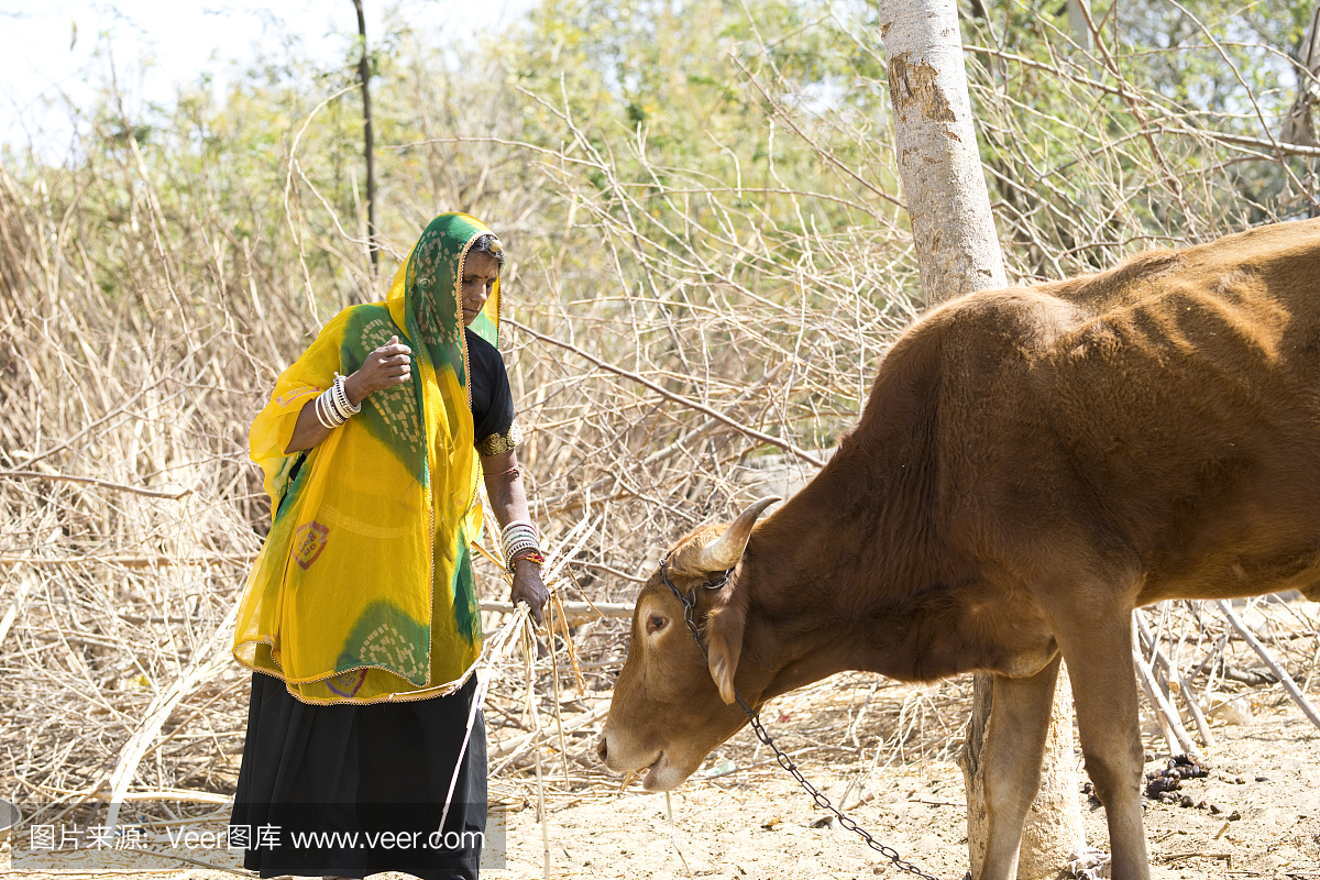 印度女人喂奶牛